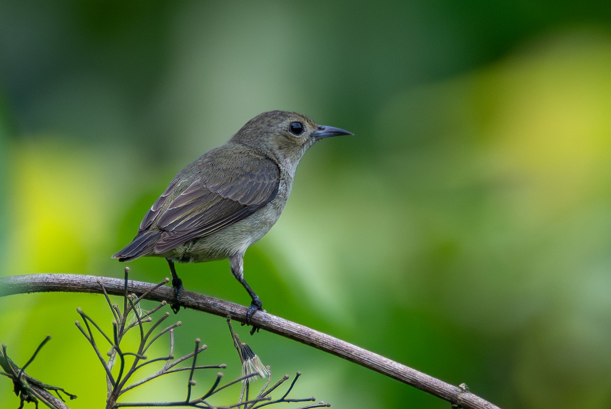 Plain Flowerpecker - ML620451545