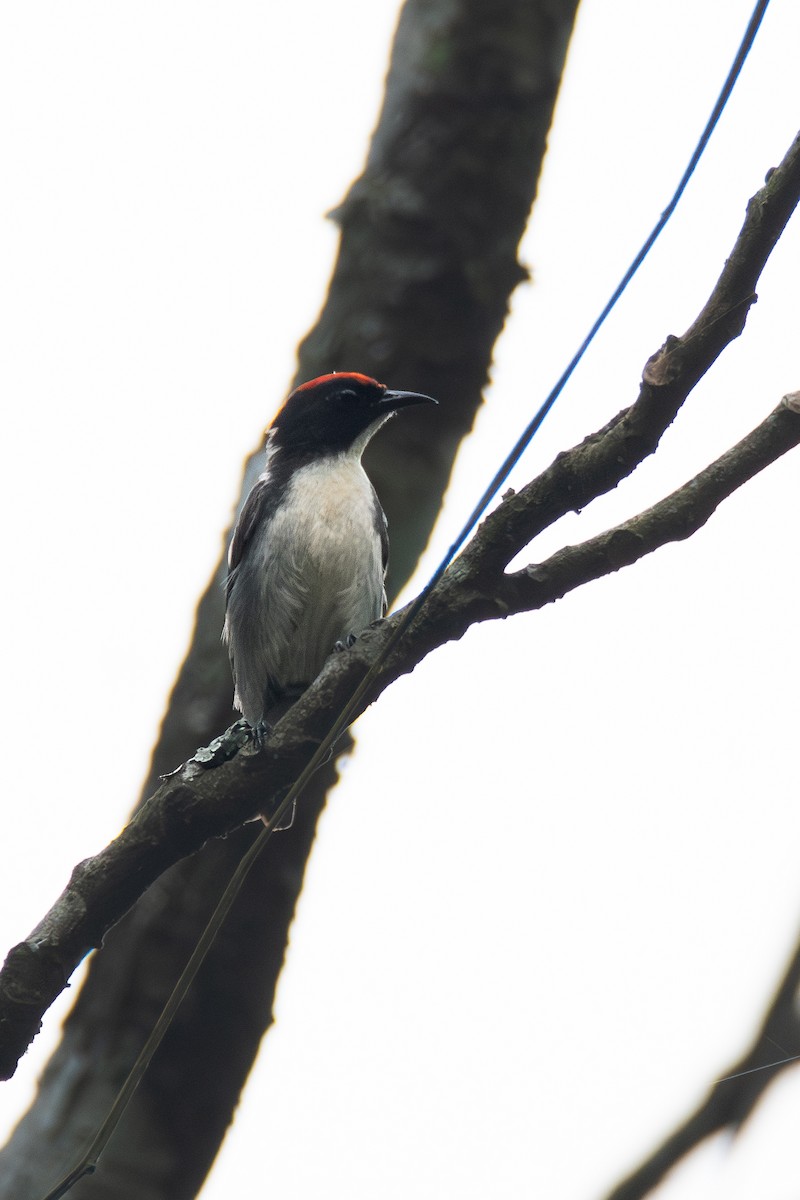 Scarlet-backed Flowerpecker - ML620451549