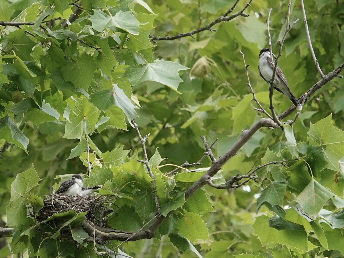 Eastern Kingbird - ML620451575