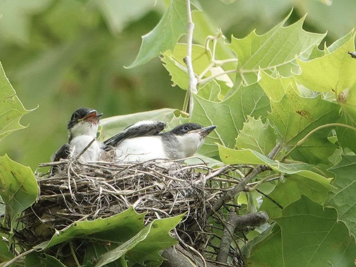 Eastern Kingbird - Lottie Bushmann