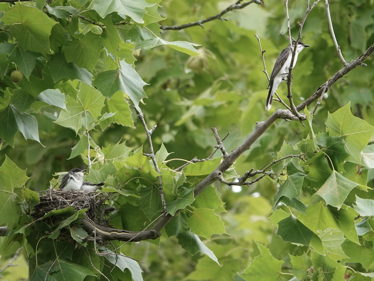 Eastern Kingbird - ML620451580