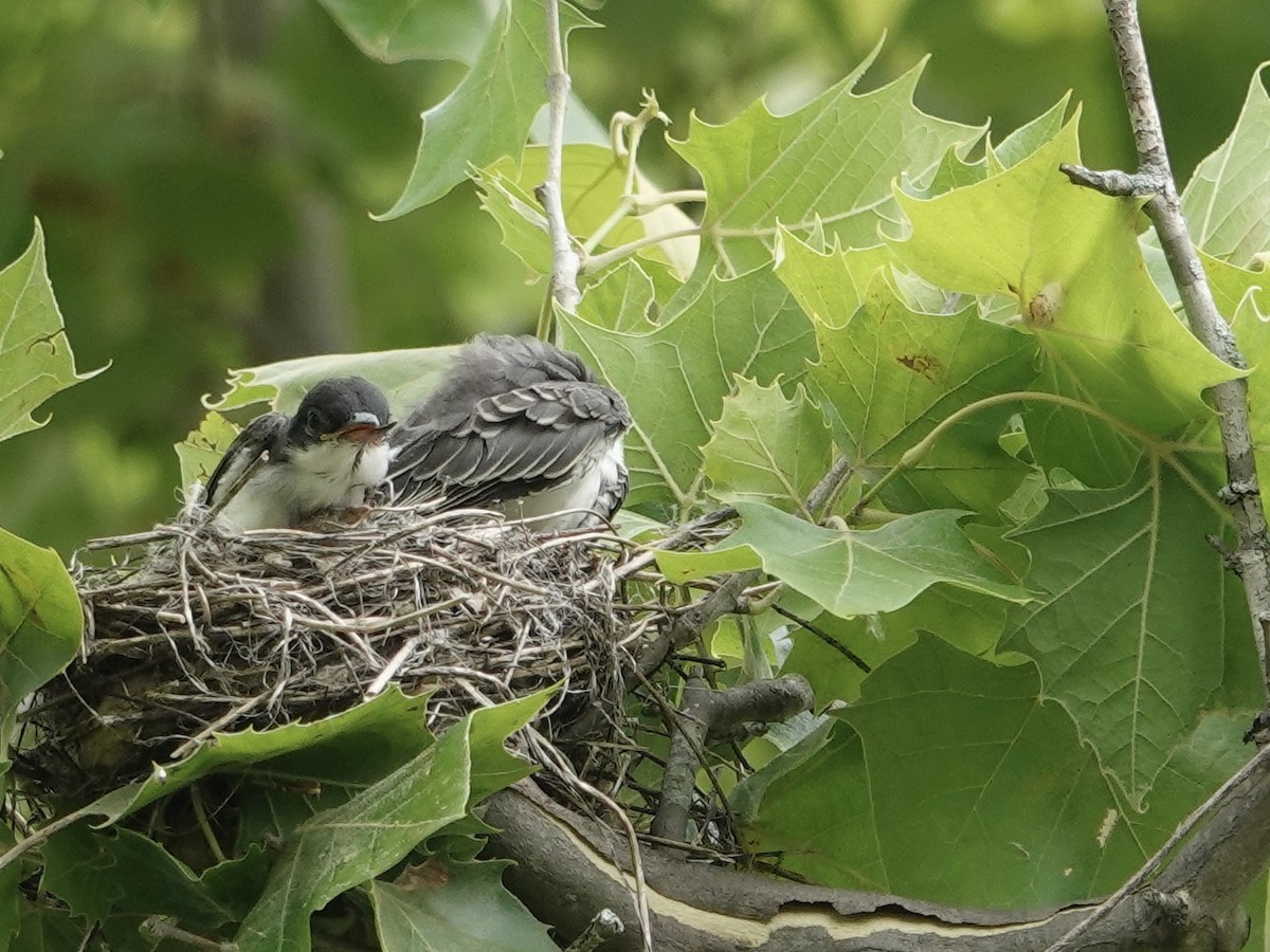 Eastern Kingbird - ML620451582