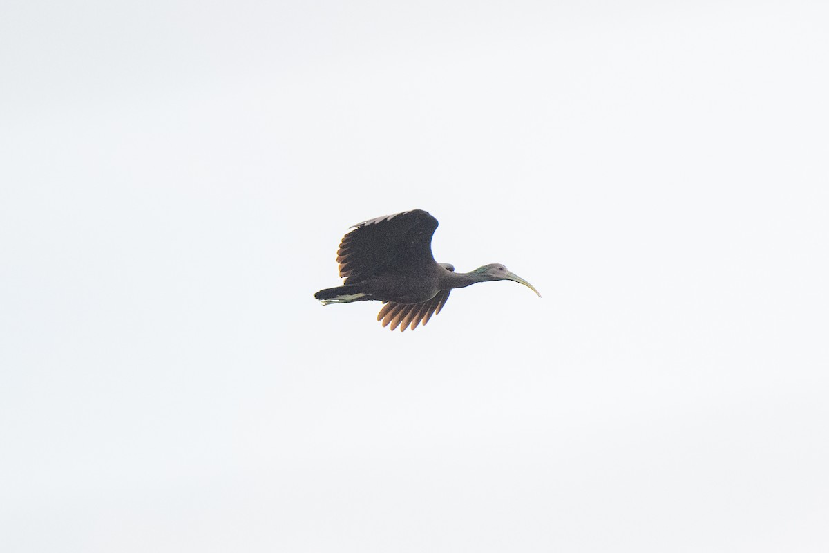 ibis zelený - ML620451589