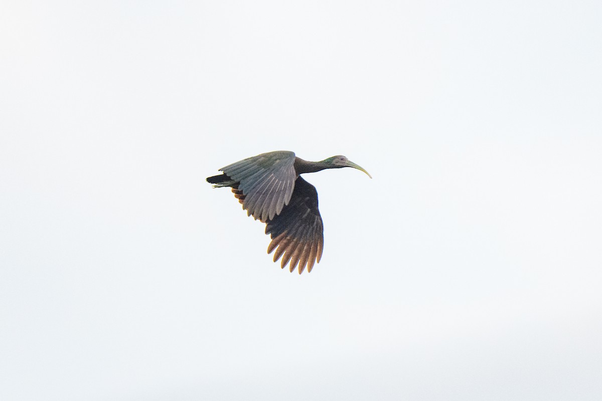 ibis zelený - ML620451592