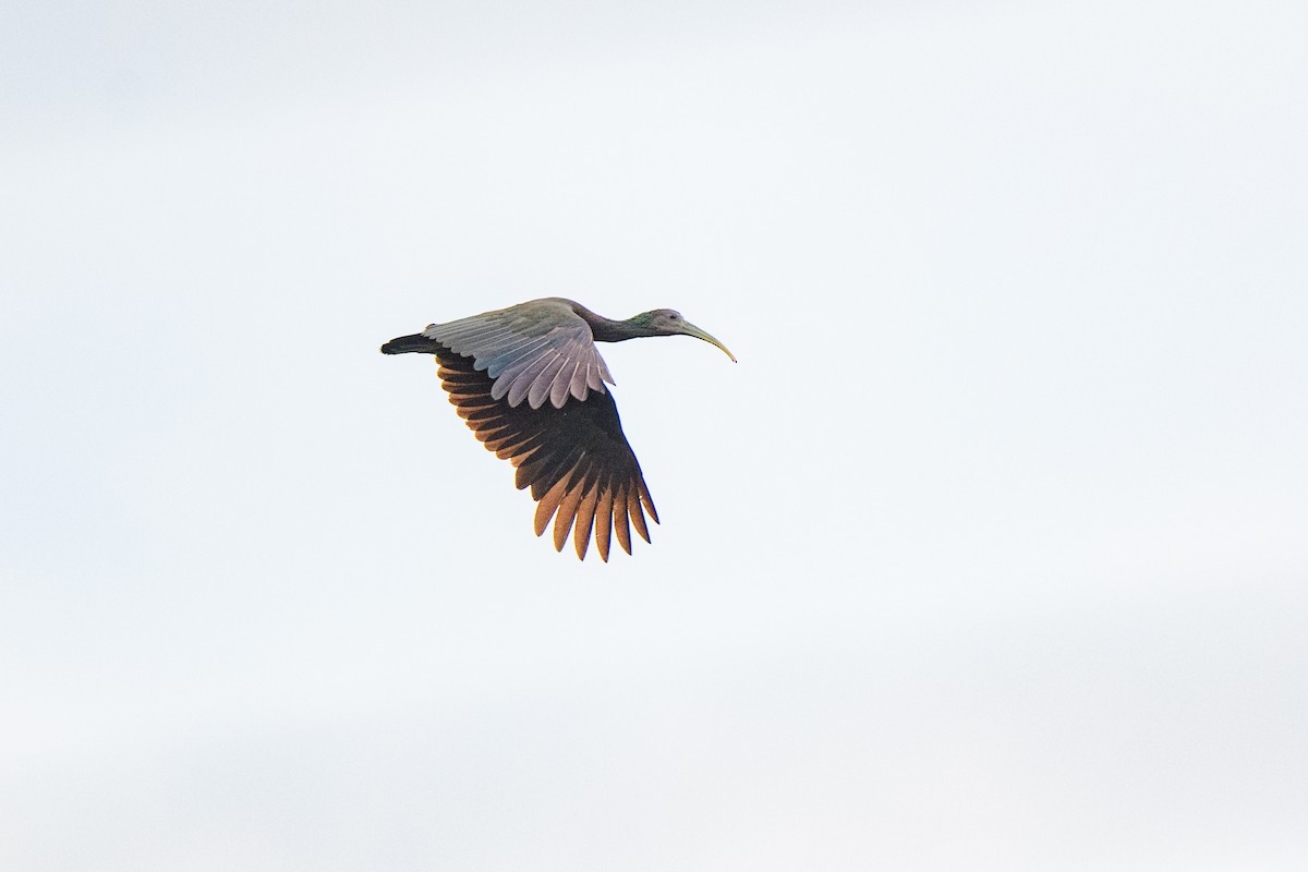 ibis zelený - ML620451593