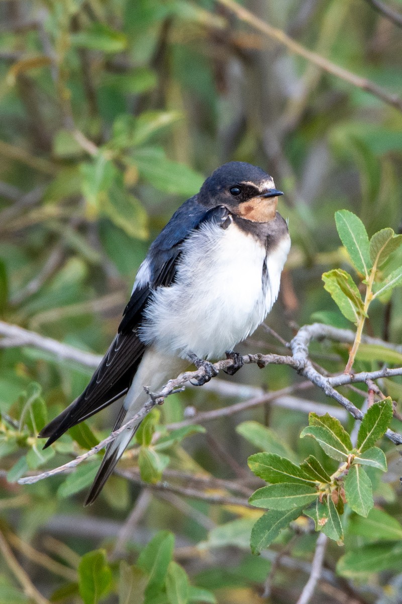 Barn Swallow - ML620451594