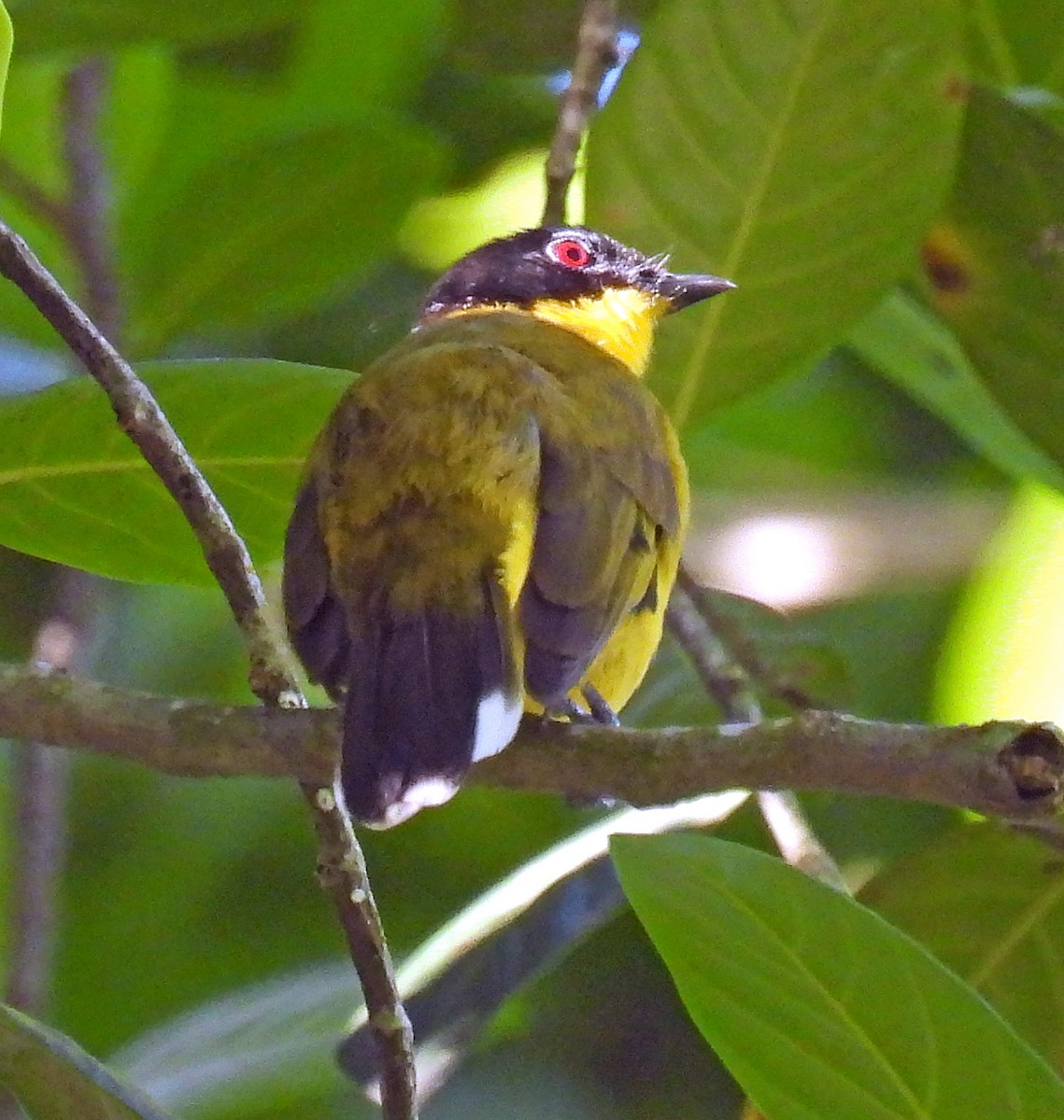 Bulbul à tête noire - ML620451595