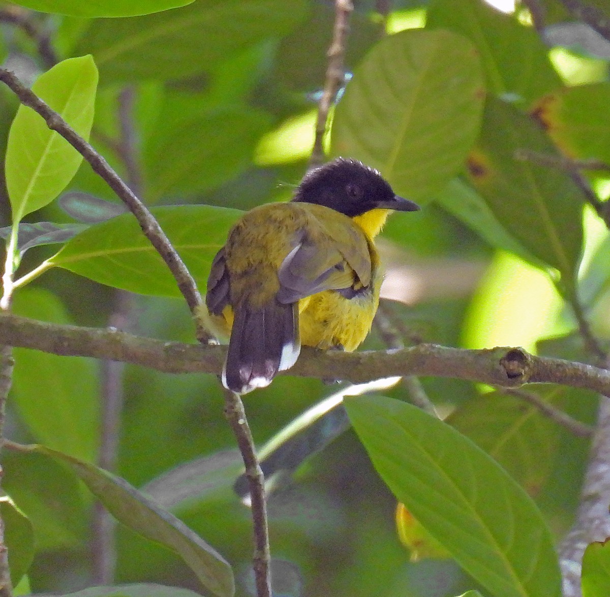 Bulbul à tête noire - ML620451598