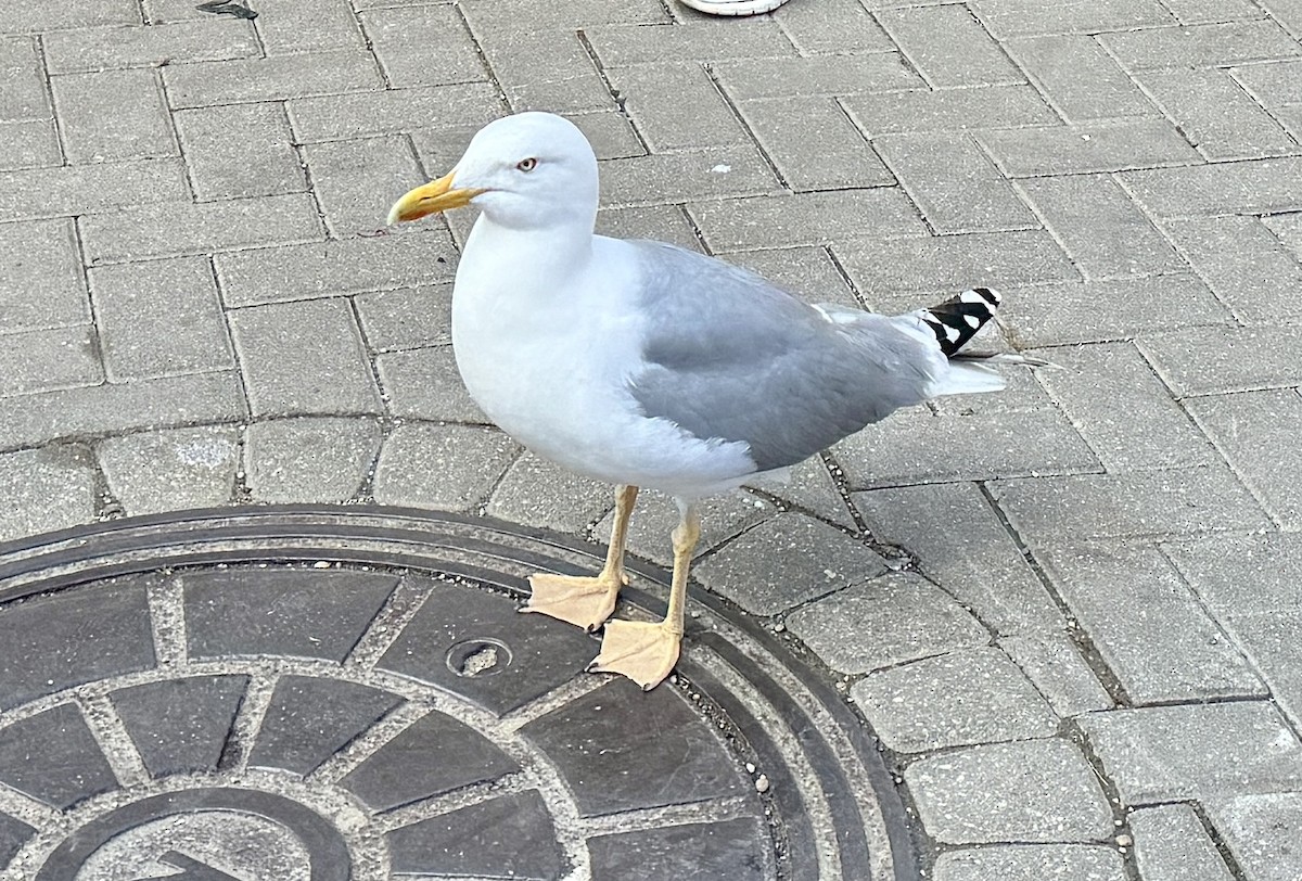 Lesser Black-backed Gull - ML620451600