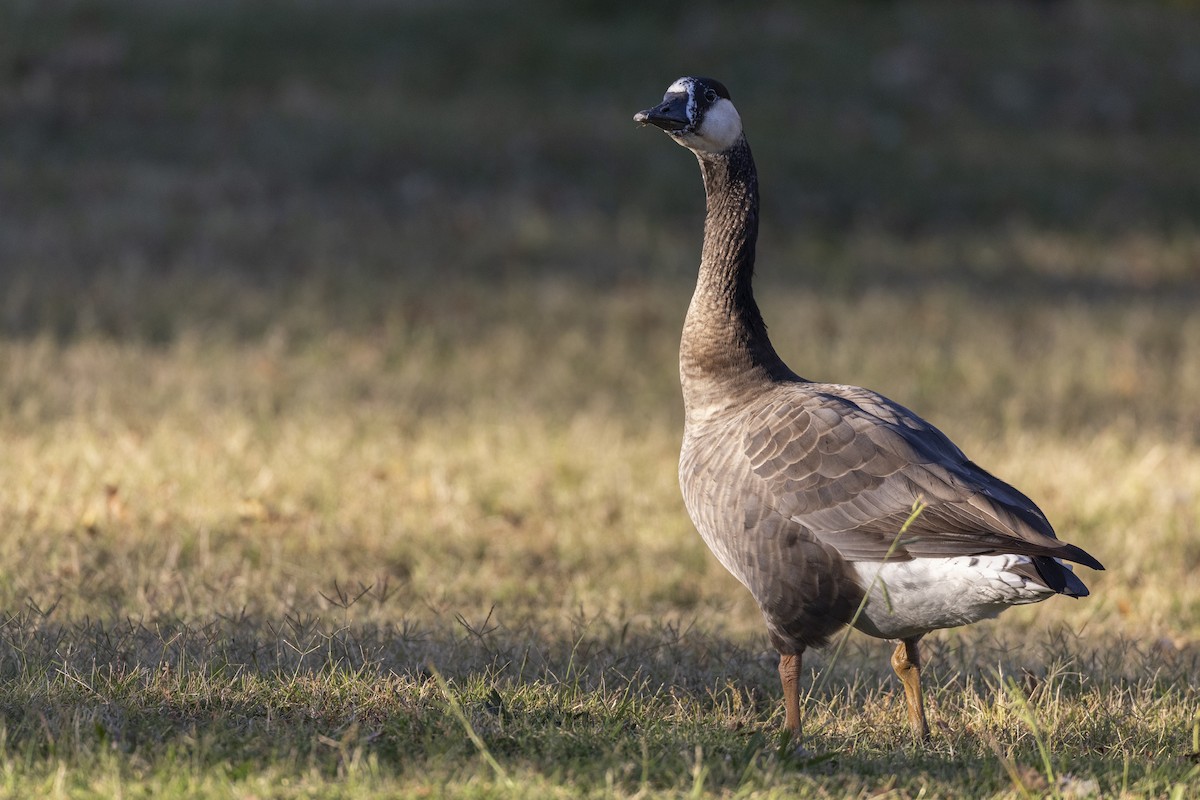 Domestic goose sp. x Canada Goose (hybrid) - ML620451602