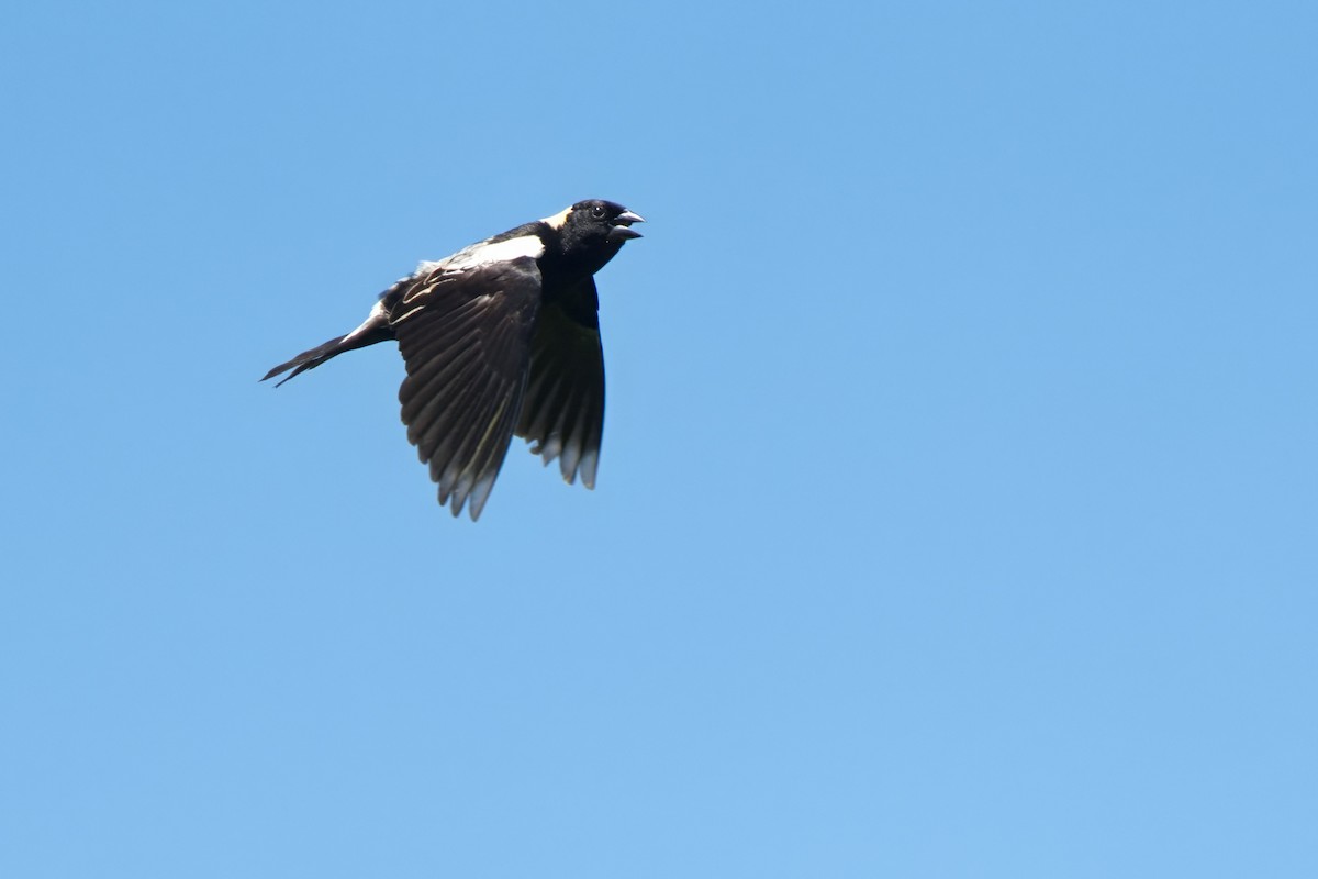 bobolink americký - ML620451604