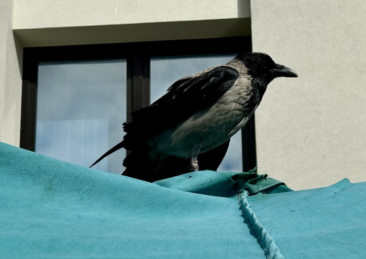 Hooded Crow - ML620451609