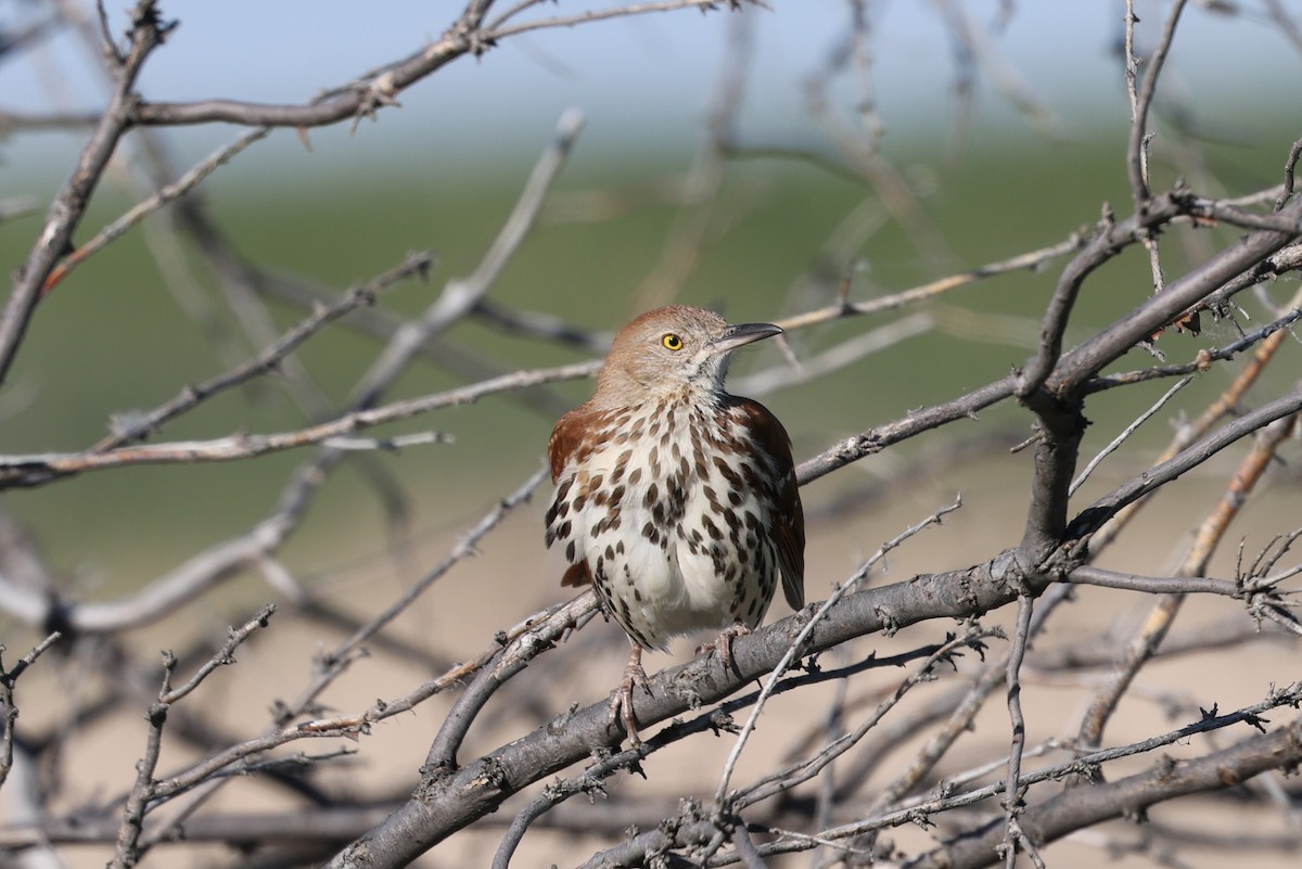 Brown Thrasher - Michael Bernard