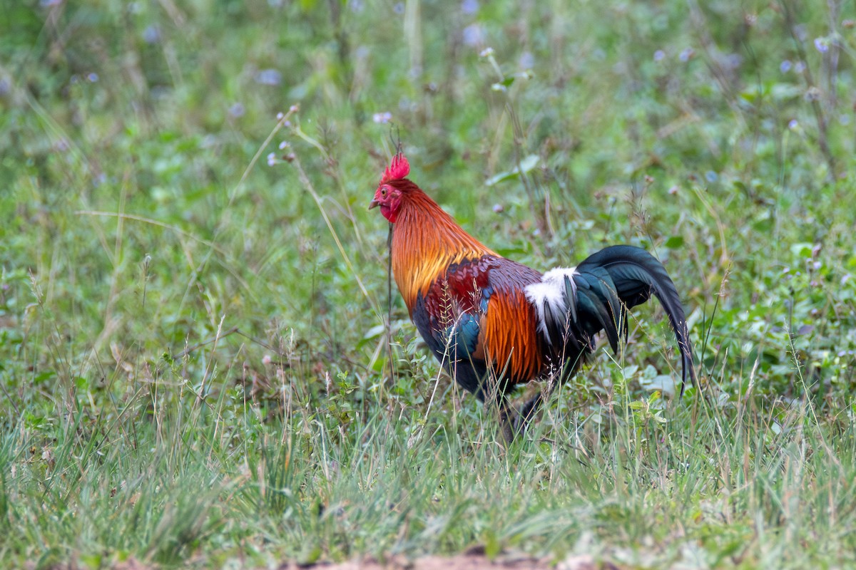 Red Junglefowl - ML620451614