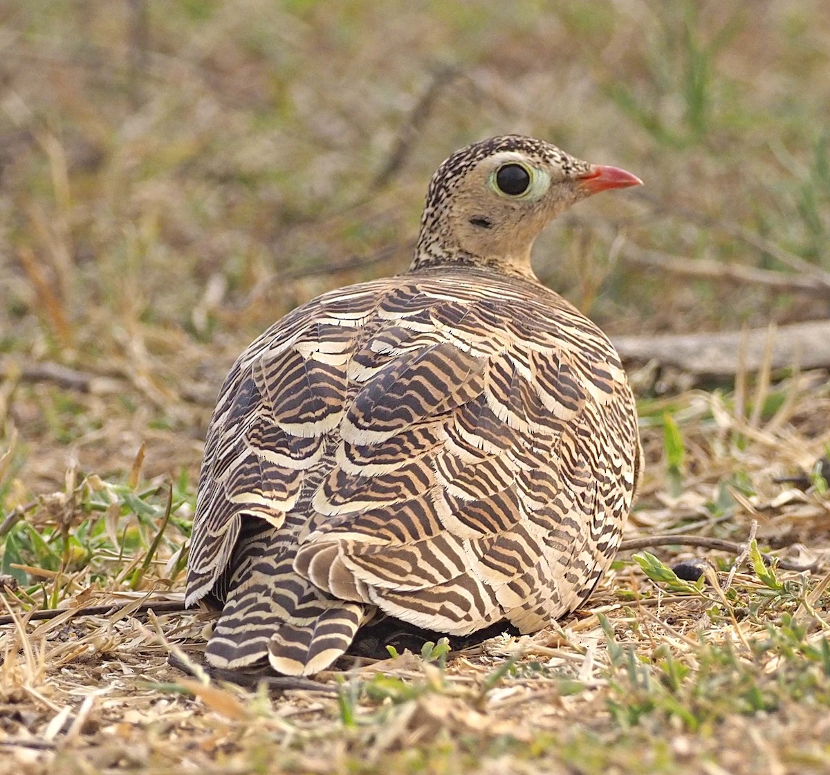 Painted Sandgrouse - ML620451615