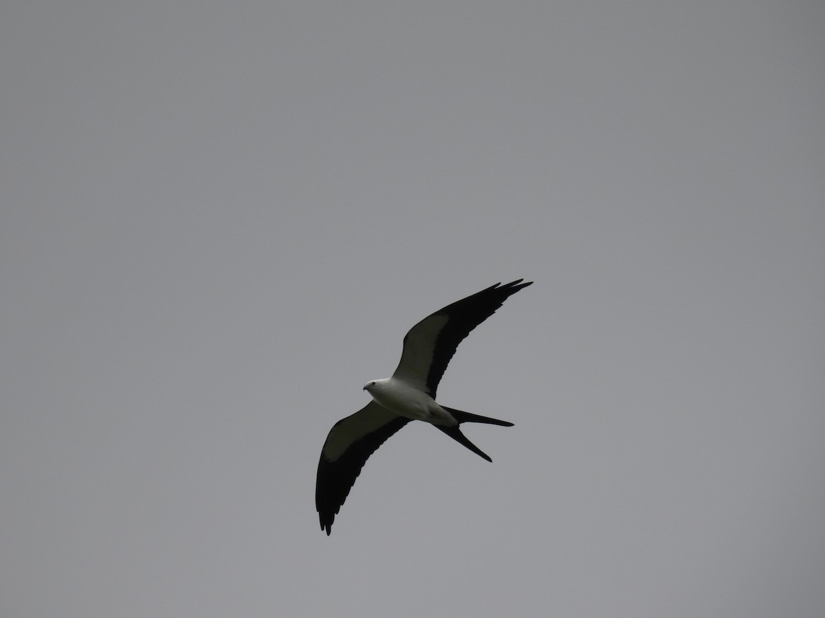 Swallow-tailed Kite - ML620451619
