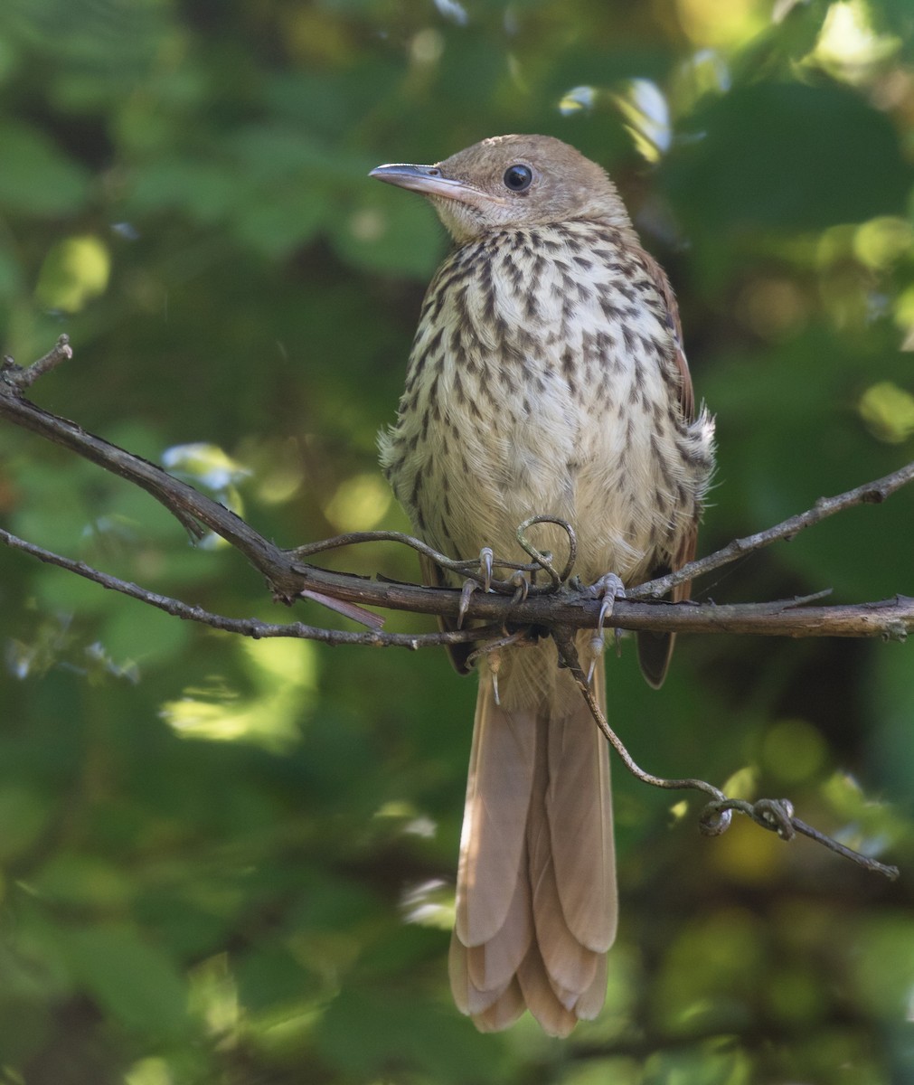 Brown Thrasher - ML620451640