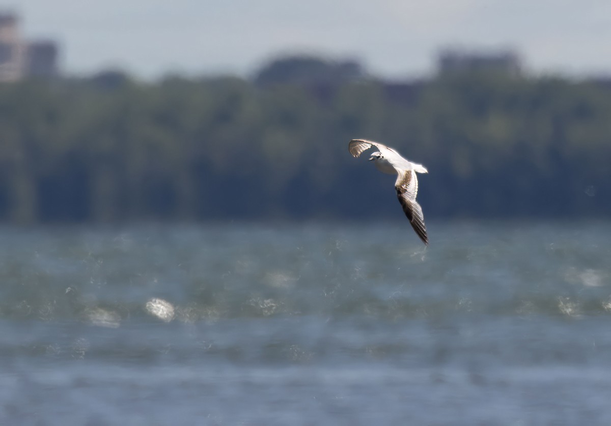 Little Gull - ML620451643