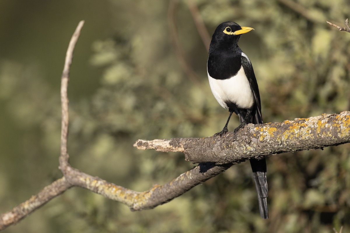 Yellow-billed Magpie - Michael Stubblefield