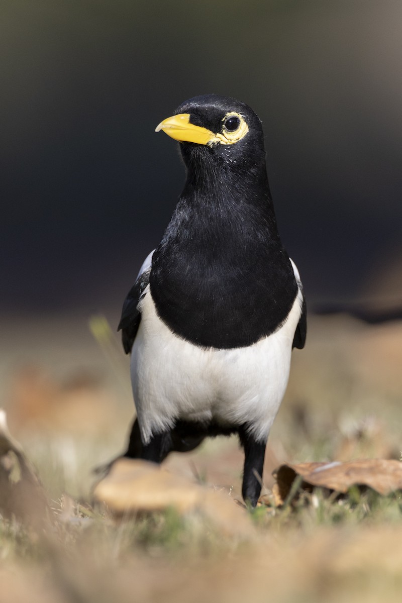 Yellow-billed Magpie - ML620451654