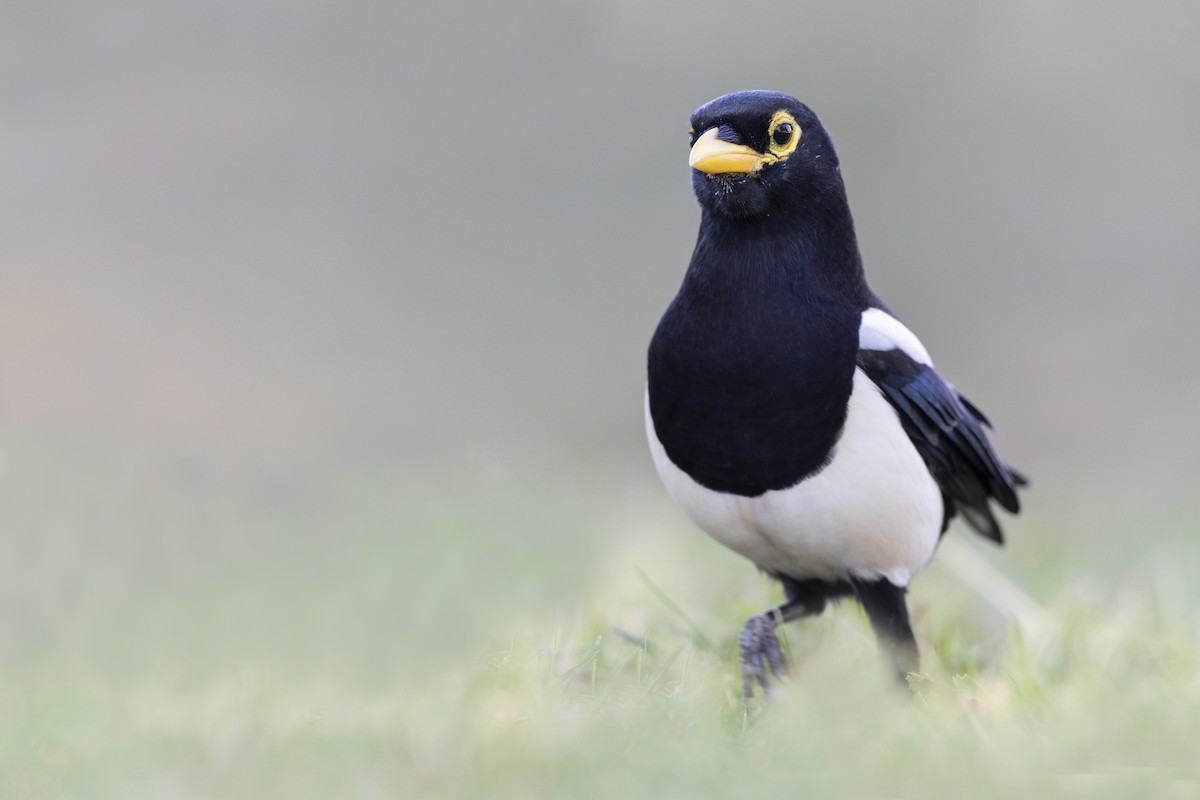 Yellow-billed Magpie - ML620451655