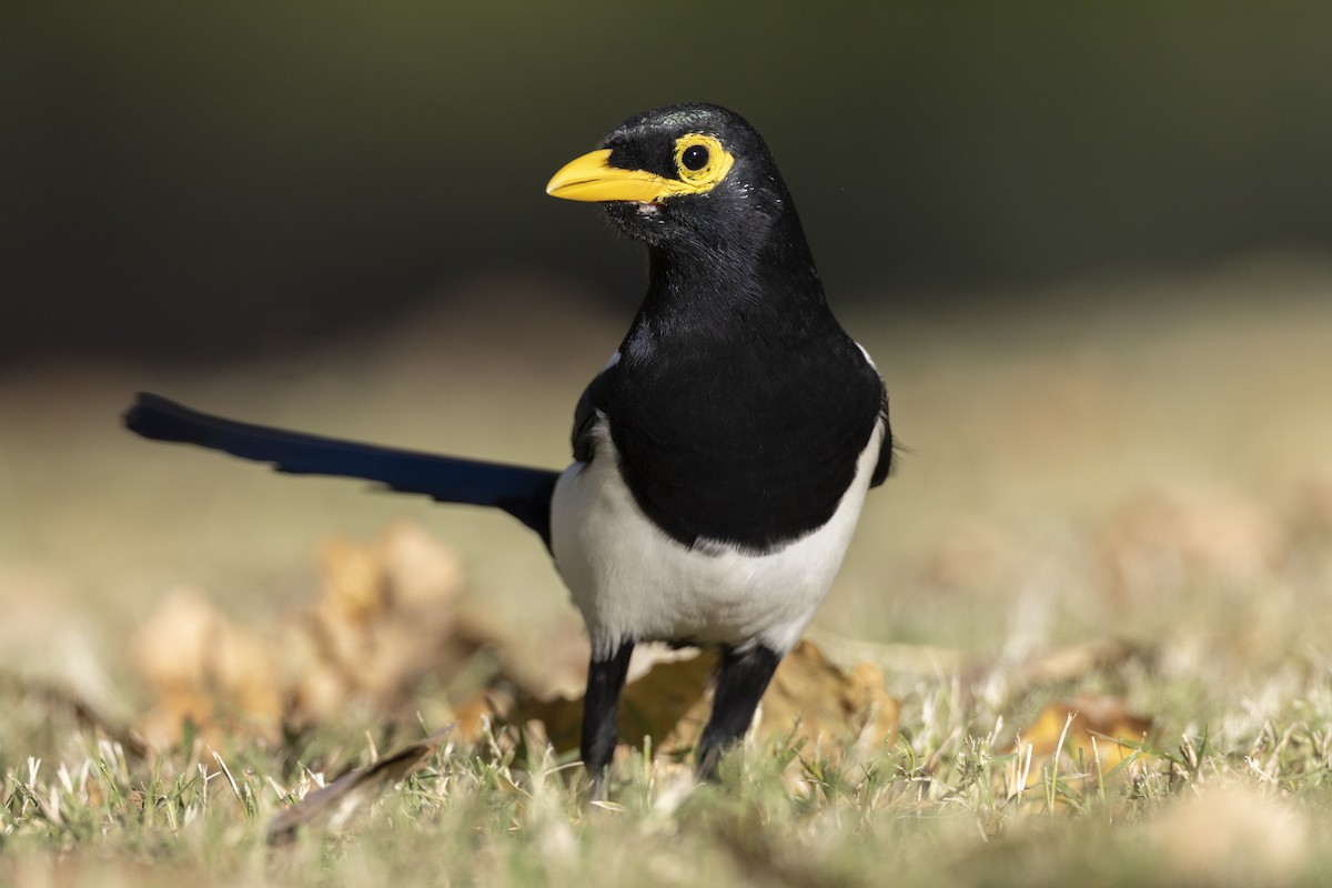 Yellow-billed Magpie - ML620451656