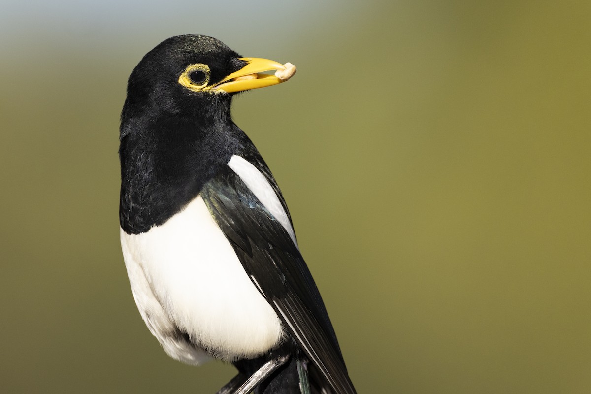 Yellow-billed Magpie - Michael Stubblefield