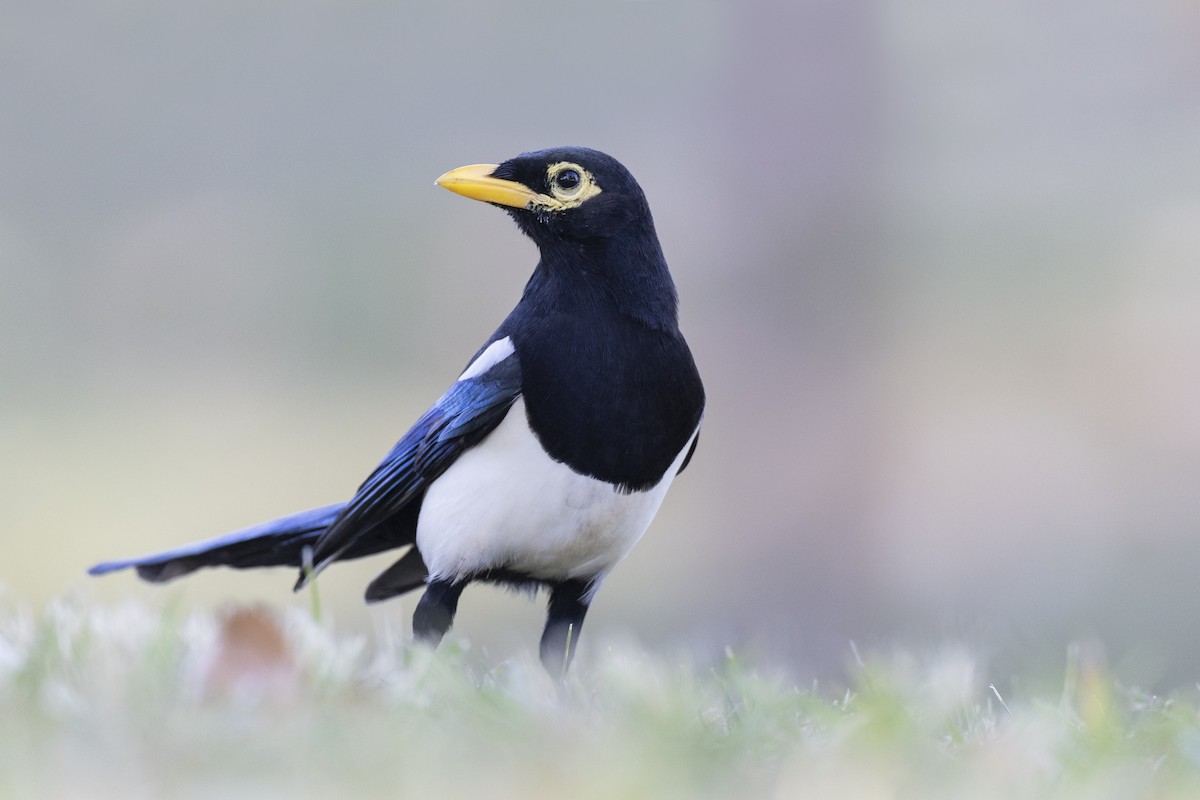 Yellow-billed Magpie - ML620451658