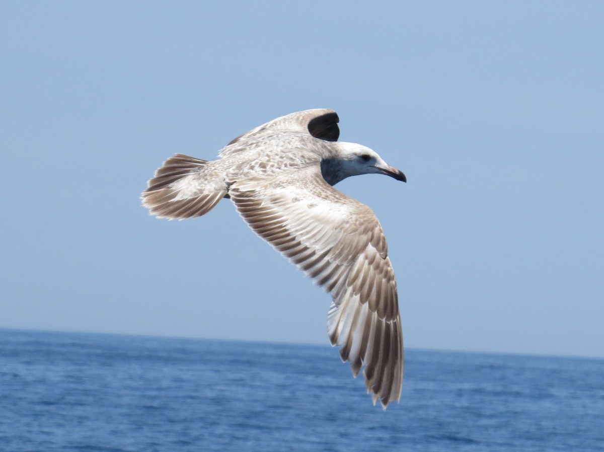 racek stříbřitý (ssp. smithsonianus) - ML620451663