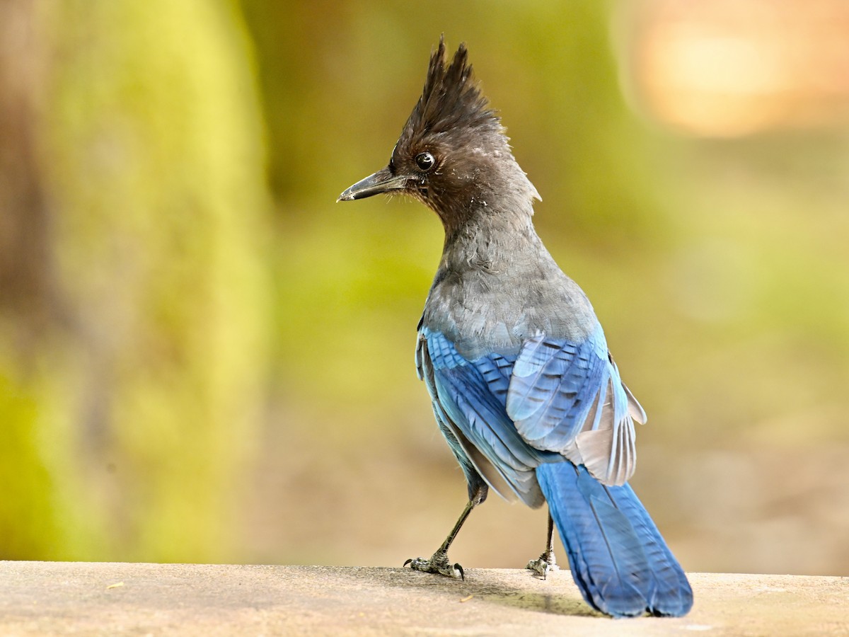 Steller's Jay - ML620451667