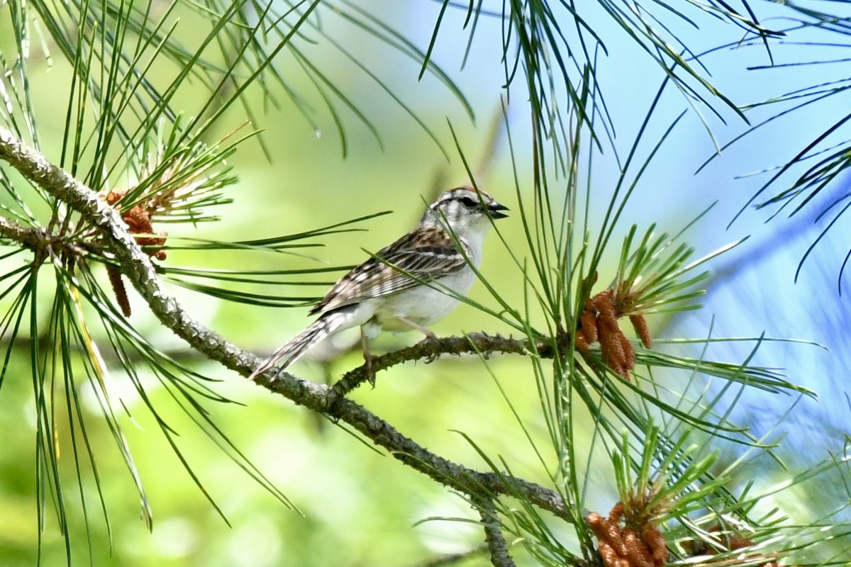 Chipping Sparrow - ML620451682