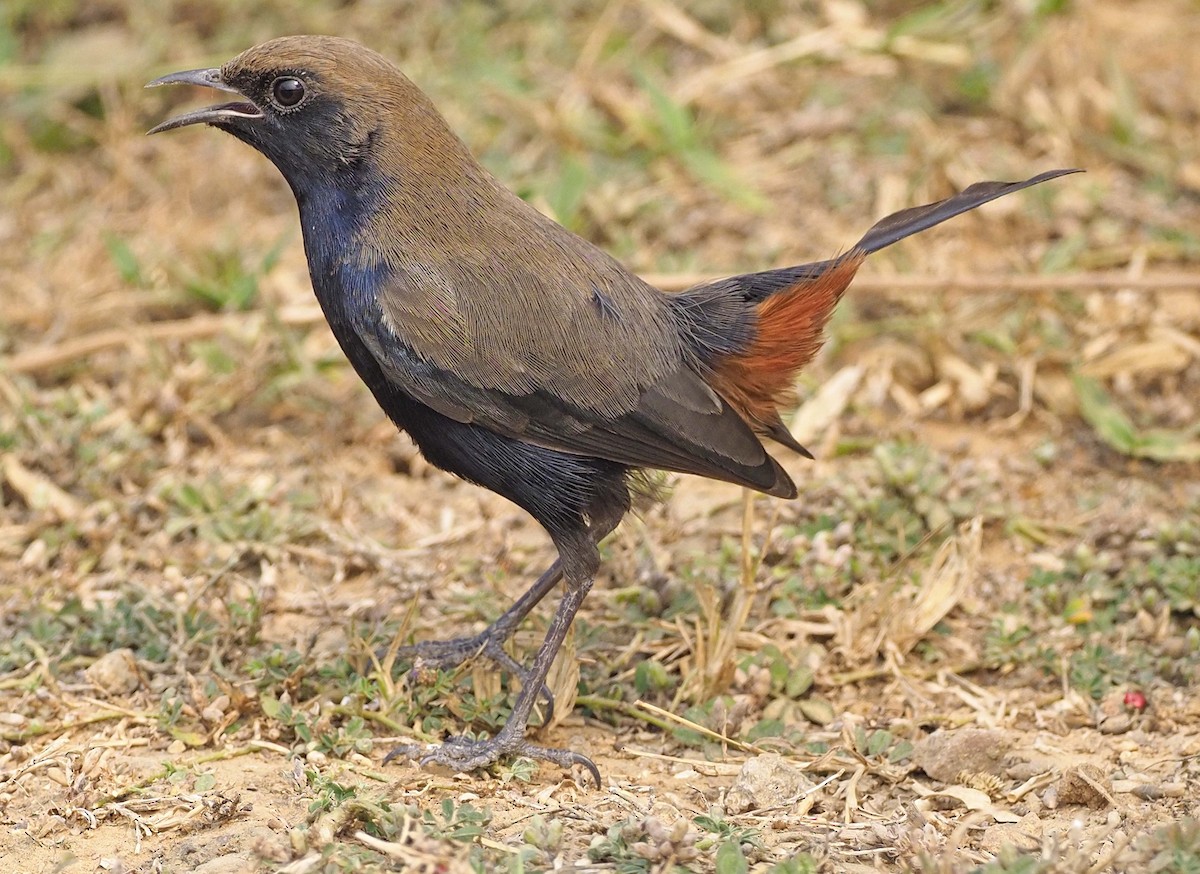 Indian Robin - ML620451695