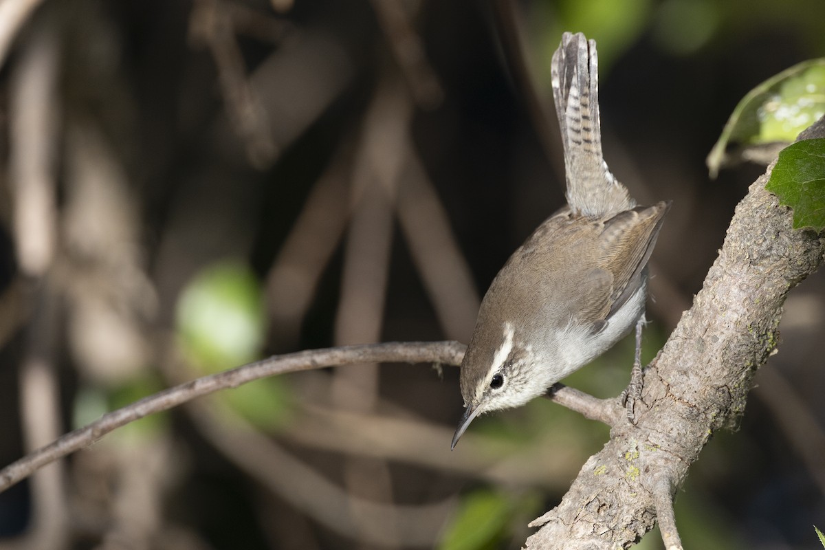 Bewick's Wren - ML620451697