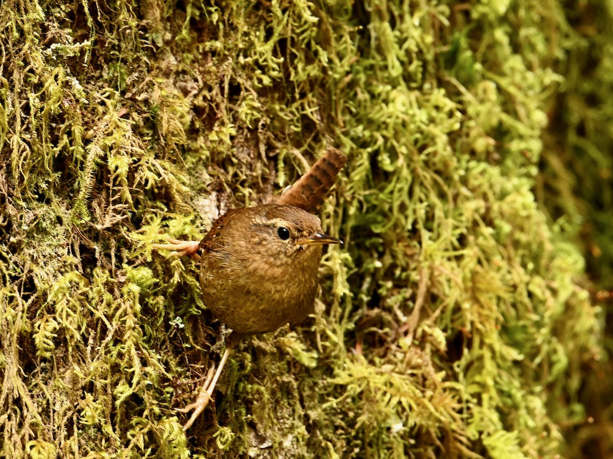 Pacific Wren - ML620451700