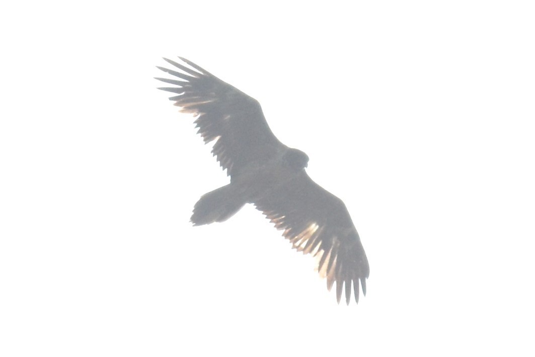 Bearded Vulture (Eurasian) - Alain Rouge