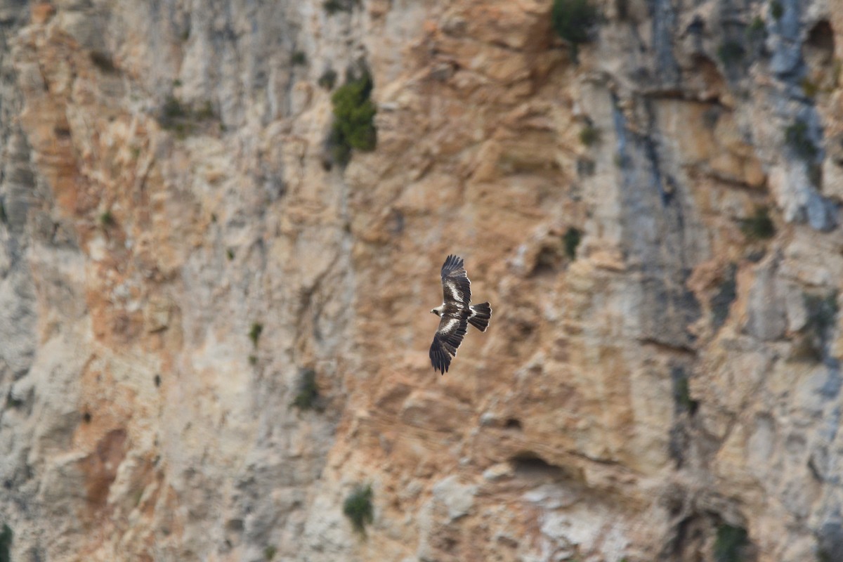 Booted Eagle - ML620451710