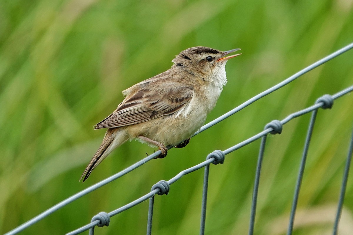 Sedge Warbler - ML620451721