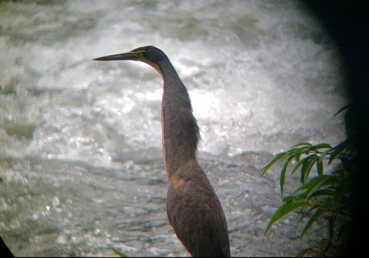 Bare-throated Tiger-Heron - ML620451729