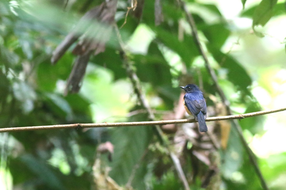 Sunda Blue Flycatcher - ML620451743