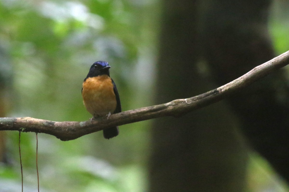 Sunda Blue Flycatcher - ML620451744