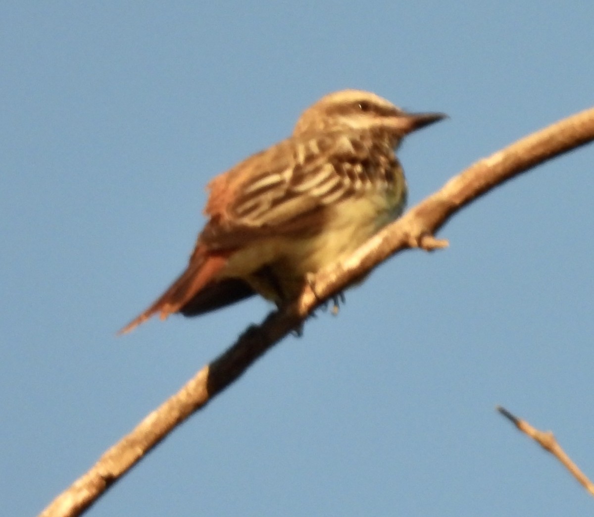 Sulphur-bellied Flycatcher - ML620451745