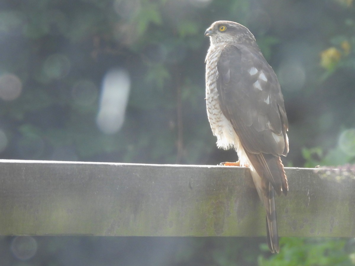 Eurasian Sparrowhawk - ML620451756