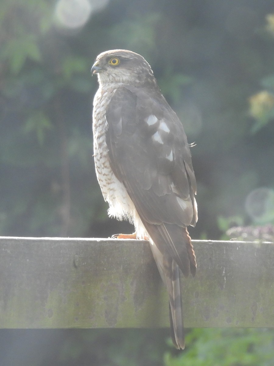 Eurasian Sparrowhawk - ML620451757