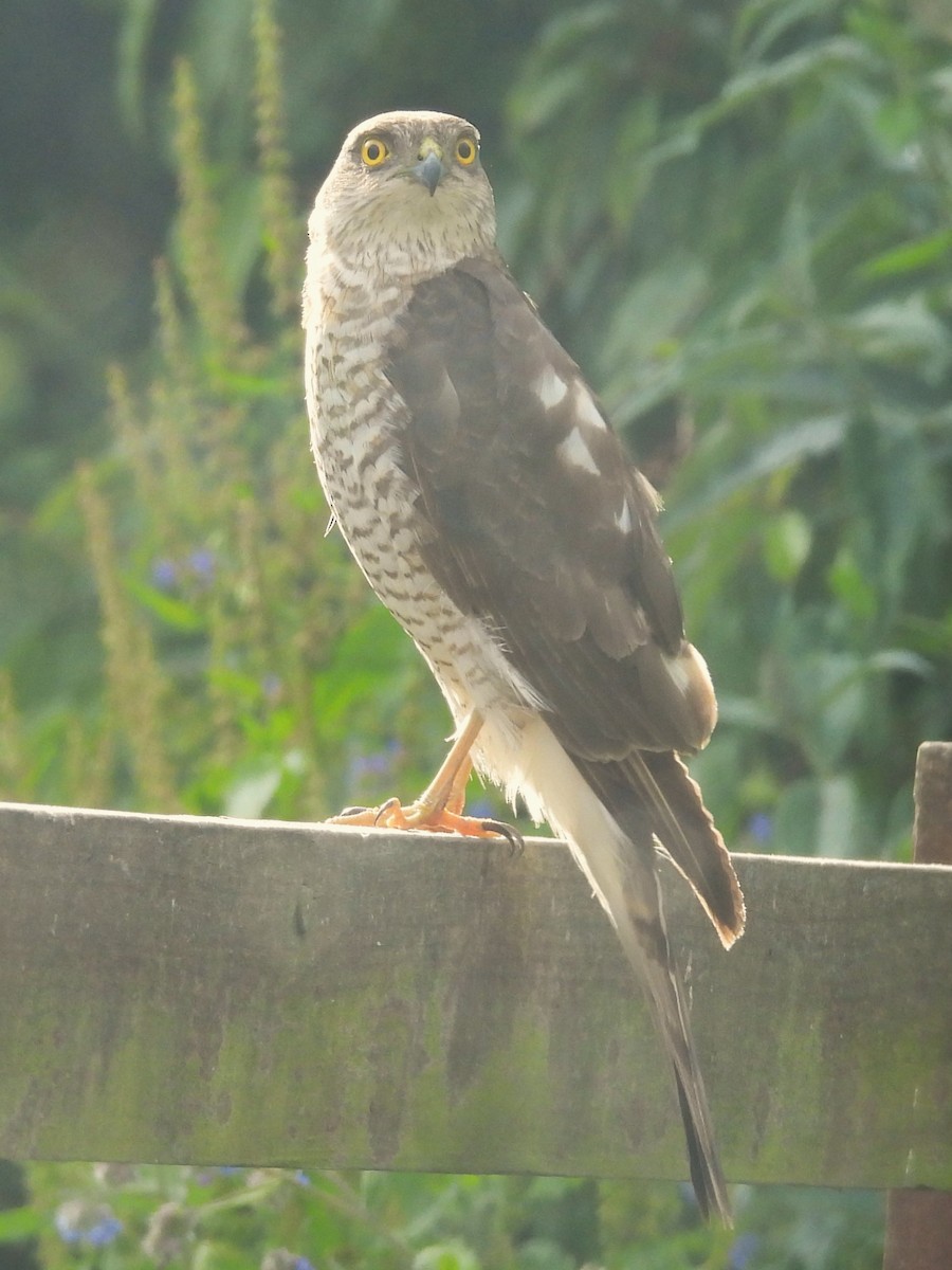 Eurasian Sparrowhawk - ML620451759