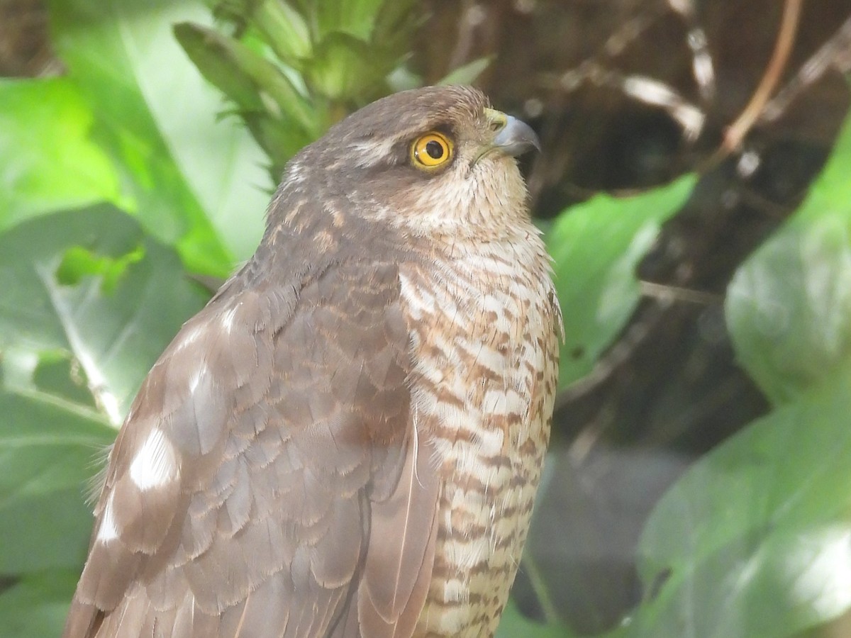 Eurasian Sparrowhawk - Tris Allinson