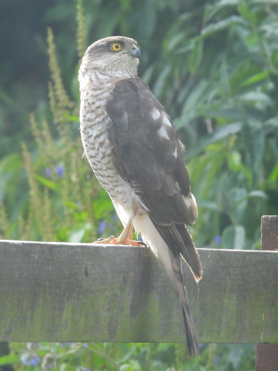 Eurasian Sparrowhawk - ML620451761