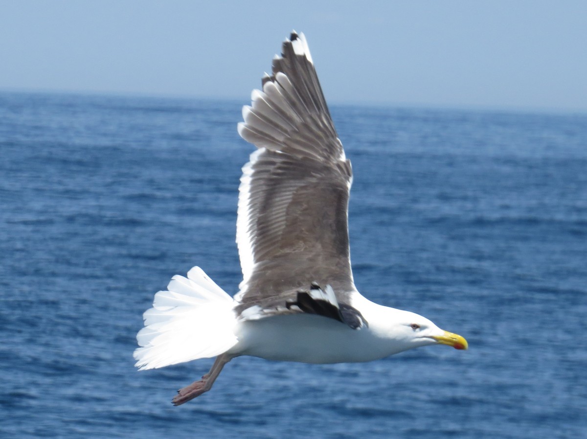 オオカモメ - ML620451763