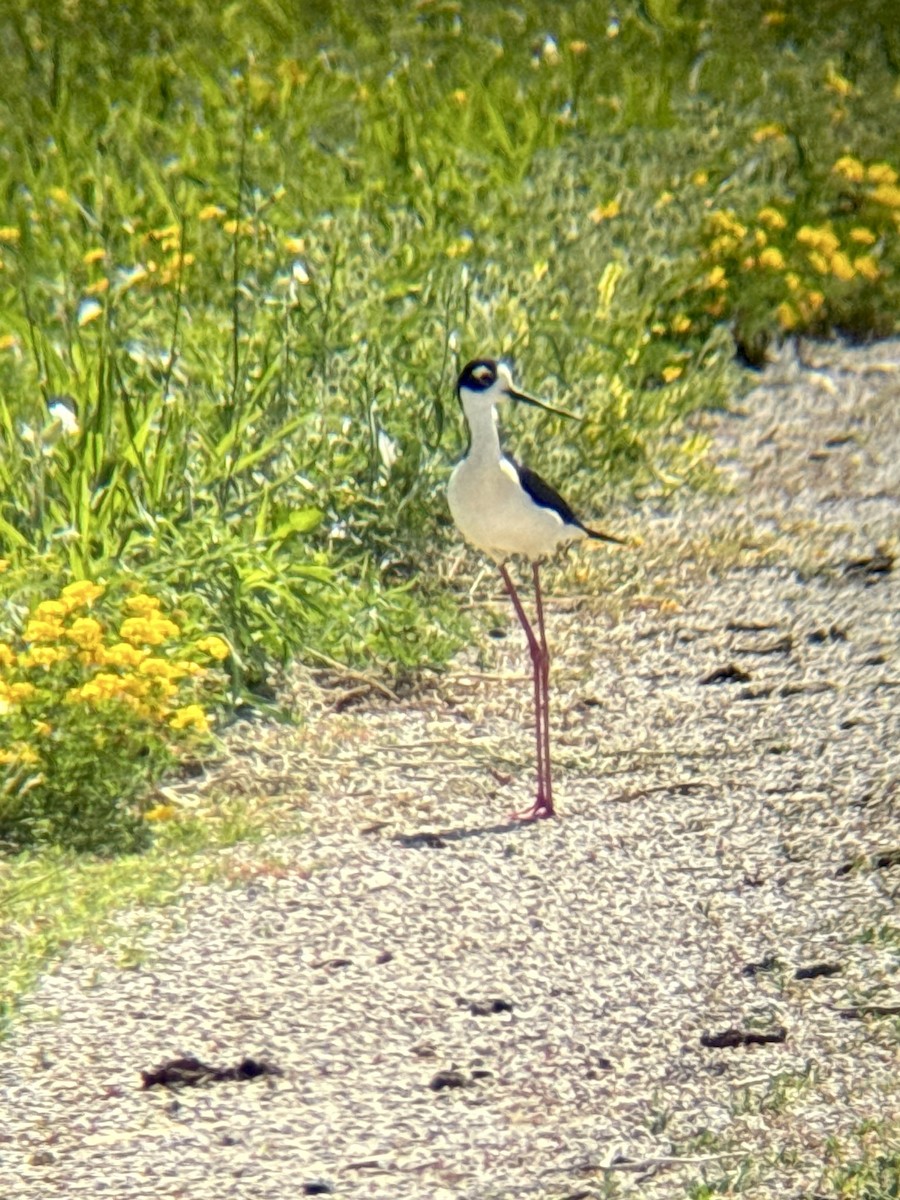 Black-necked Stilt - ML620451770