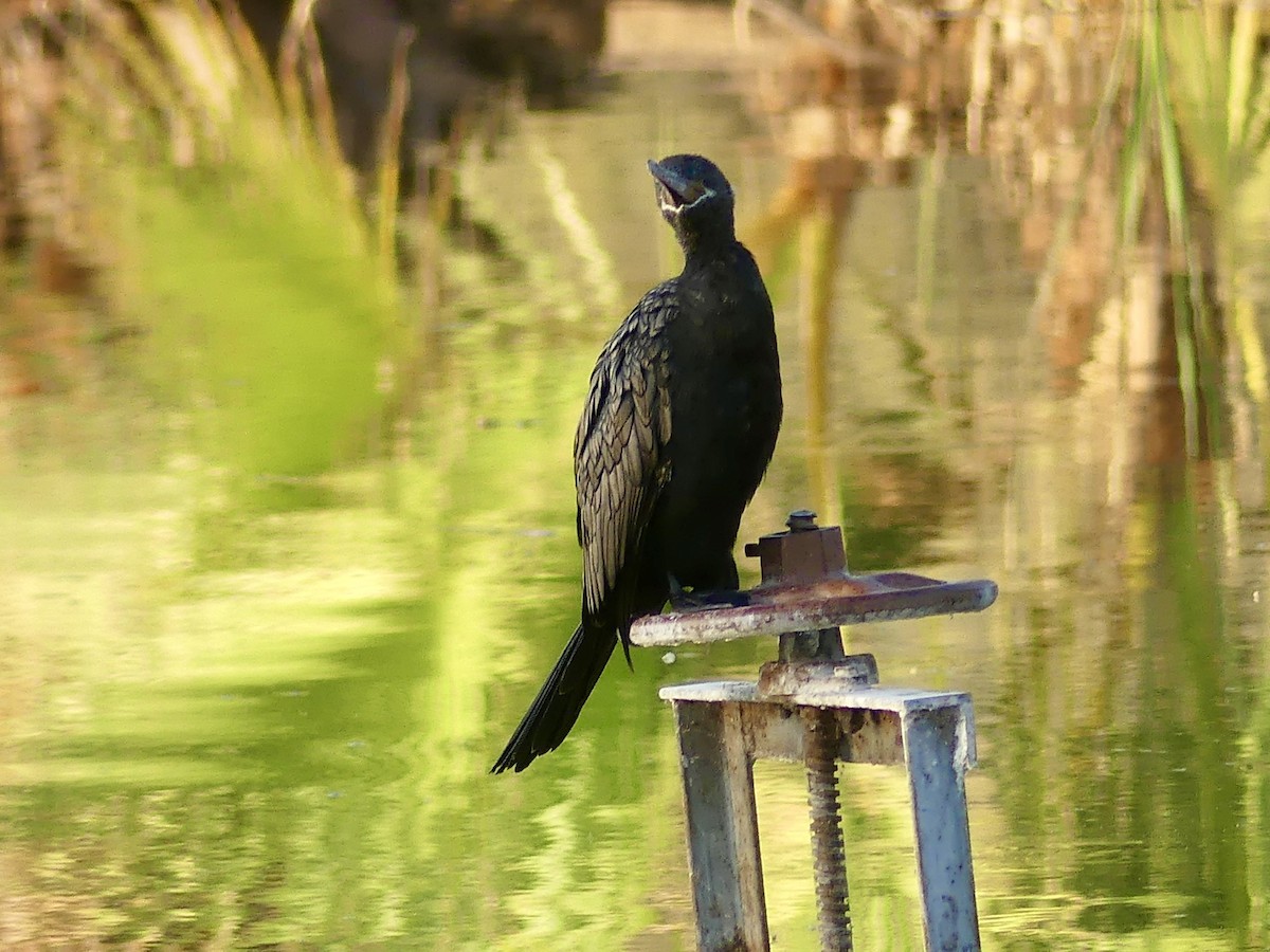 Neotropic Cormorant - ML620451779