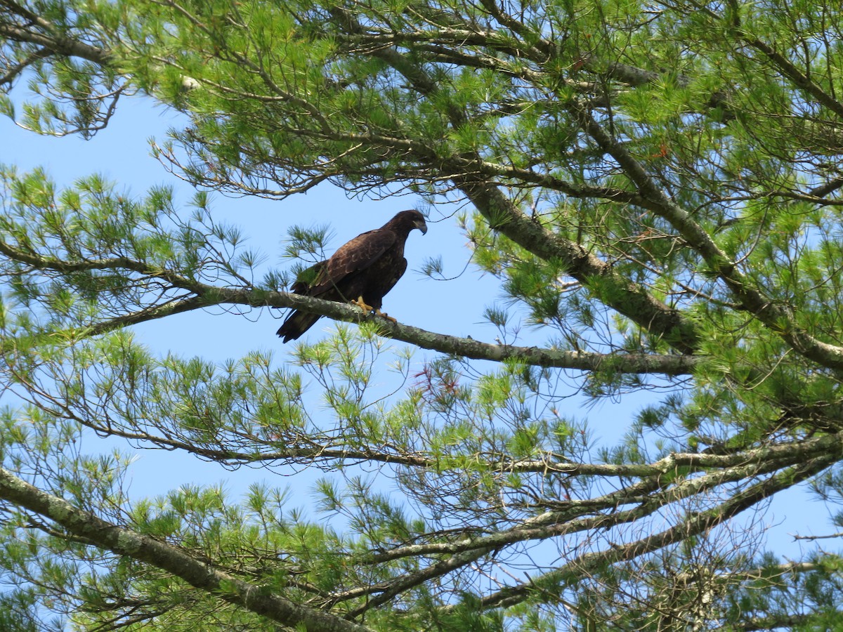 Weißkopf-Seeadler - ML620451784